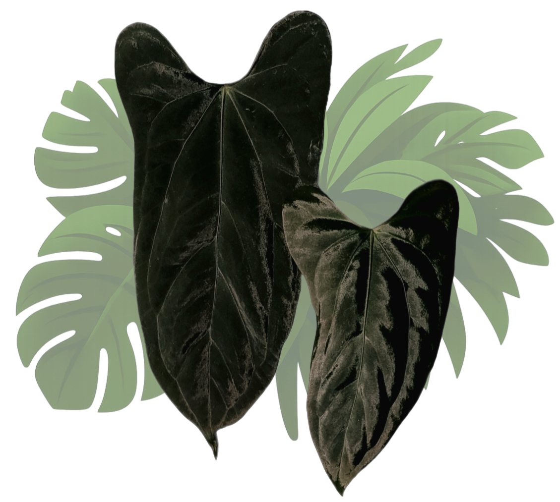 Anthurium portillae 'Indonesian' x papillilaminum