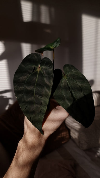 Anthurium papillilaminum x (papillilaminum x dressleri)