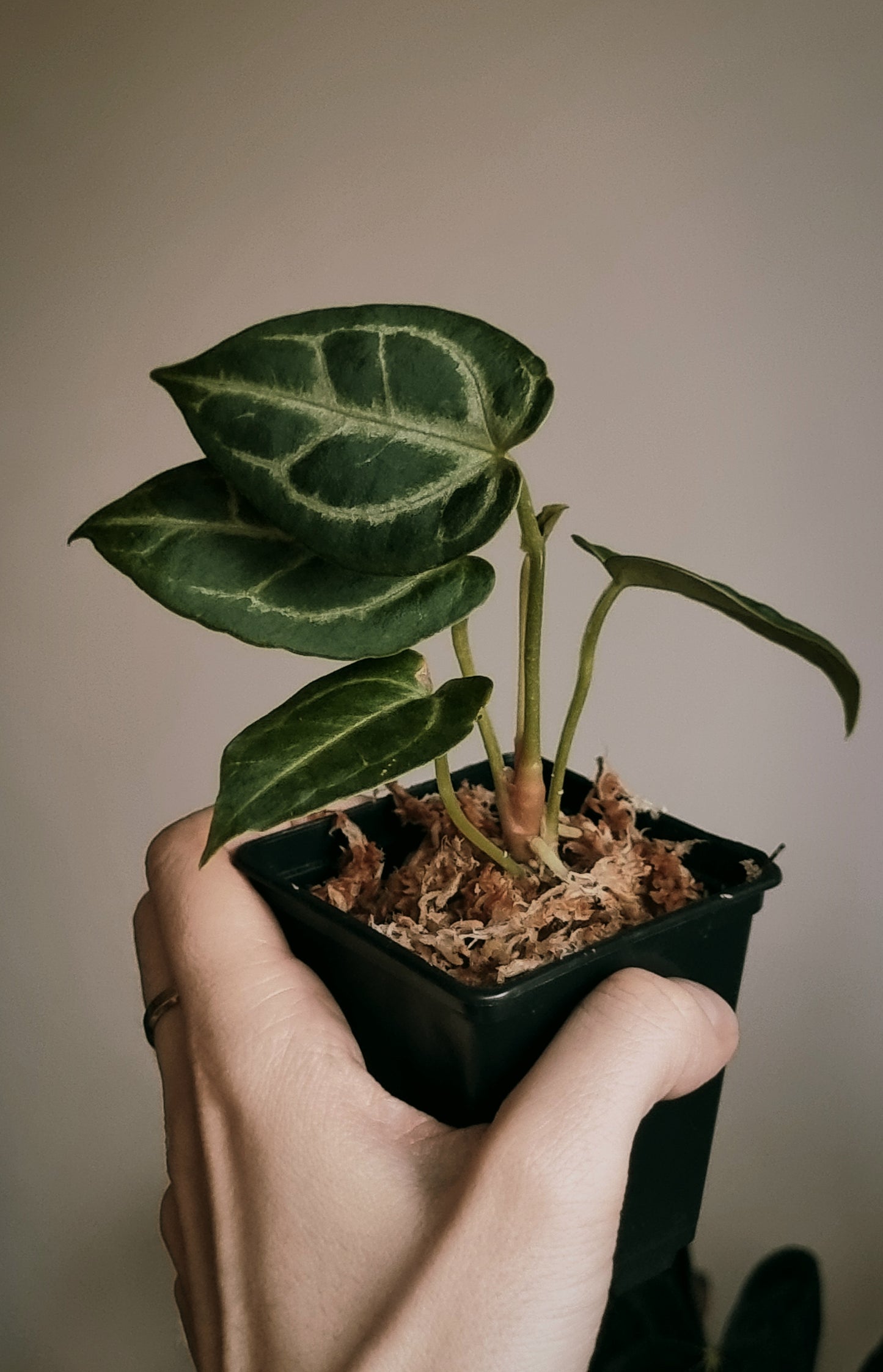 Anthurium (crystal hope x besseae aff.) x silver blush