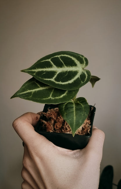Anthurium (crystal hope x besseae aff.) x silver blush