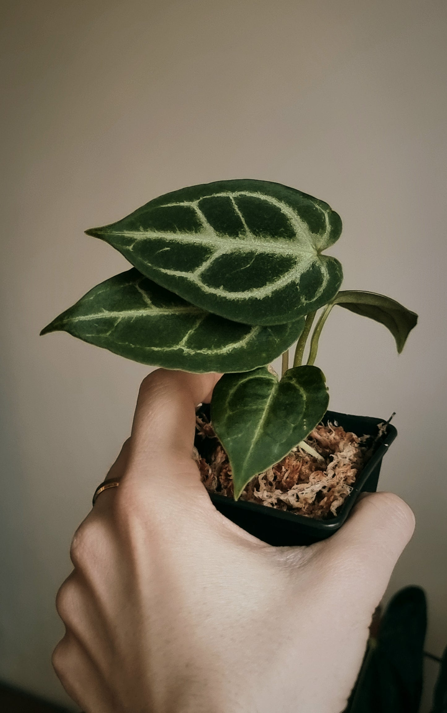 Anthurium (crystal hope x besseae aff.) x silver blush