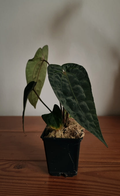 Anthurium papillilaminum x (papillilaminum x dressleri)
