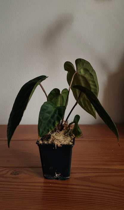 Anthurium papillilaminum x (papillilaminum x dressleri)