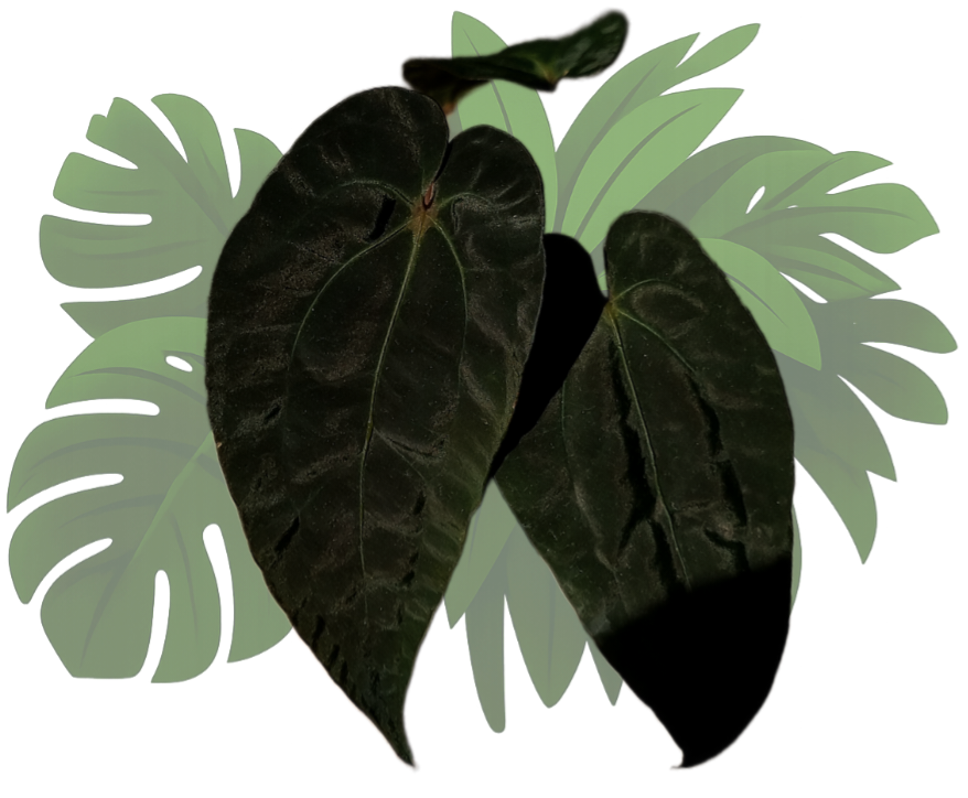 Anthurium papillilaminum x (papillilaminum x dressleri)