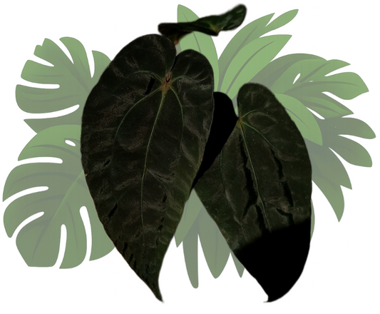 Anthurium papillilaminum x (papillilaminum x dressleri)