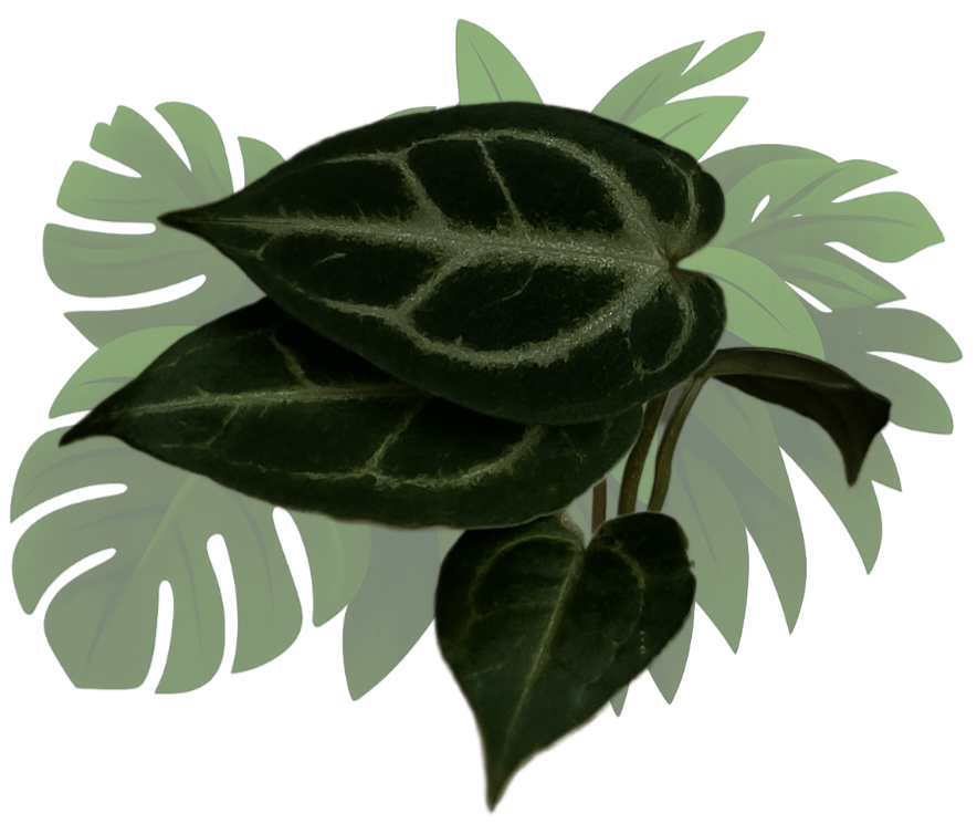 Anthurium (crystal hope x besseae aff.) x silver blush