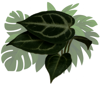 Anthurium (crystal hope x besseae aff.) x silver blush