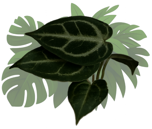 Anthurium (crystal hope x besseae aff.) x silver blush