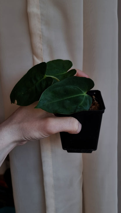 Anthurium papillilaminum 'VN' x 'Darkest panama' (OG)