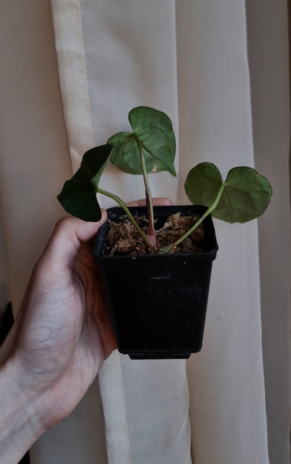 Anthurium papillilaminum 'VN' x 'Darkest panama' (OG)