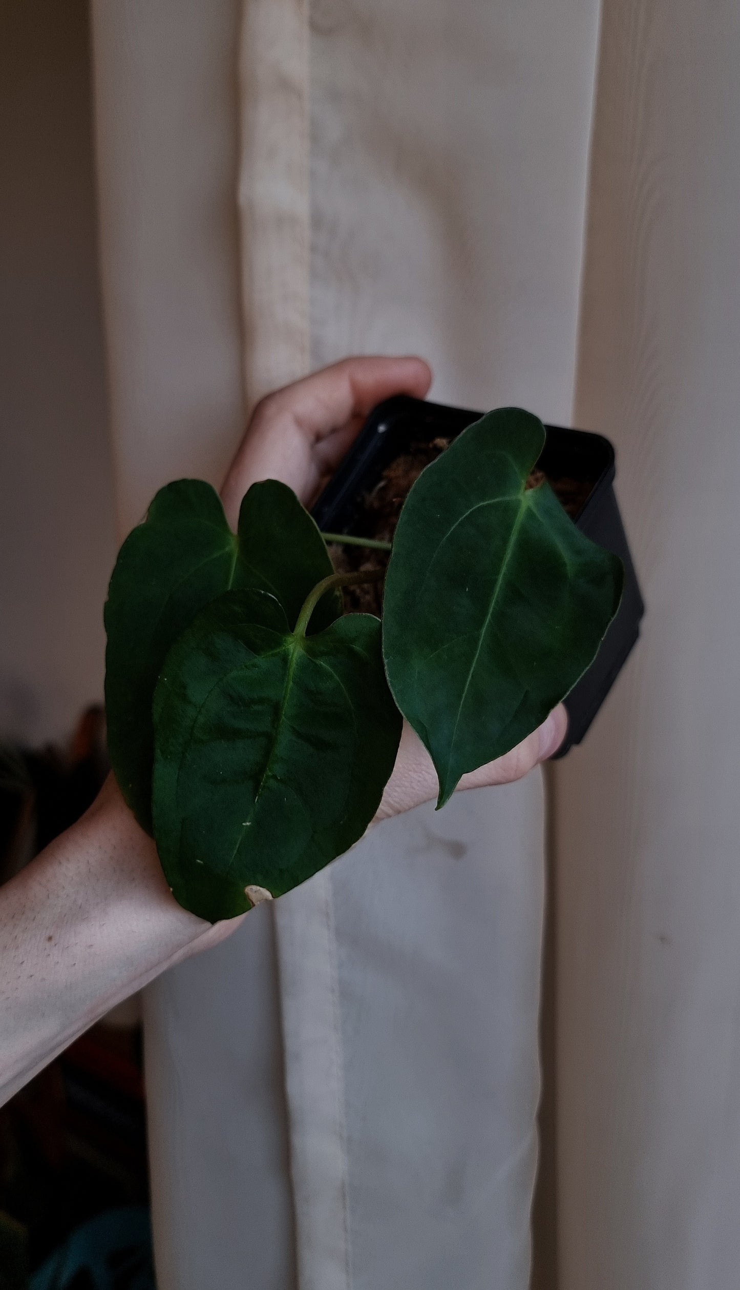 Anthurium papillilaminum 'VN' x 'Darkest panama' (OG)