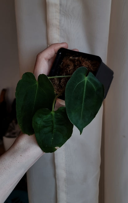 Anthurium papillilaminum 'VN' x 'Darkest panama' (OG)