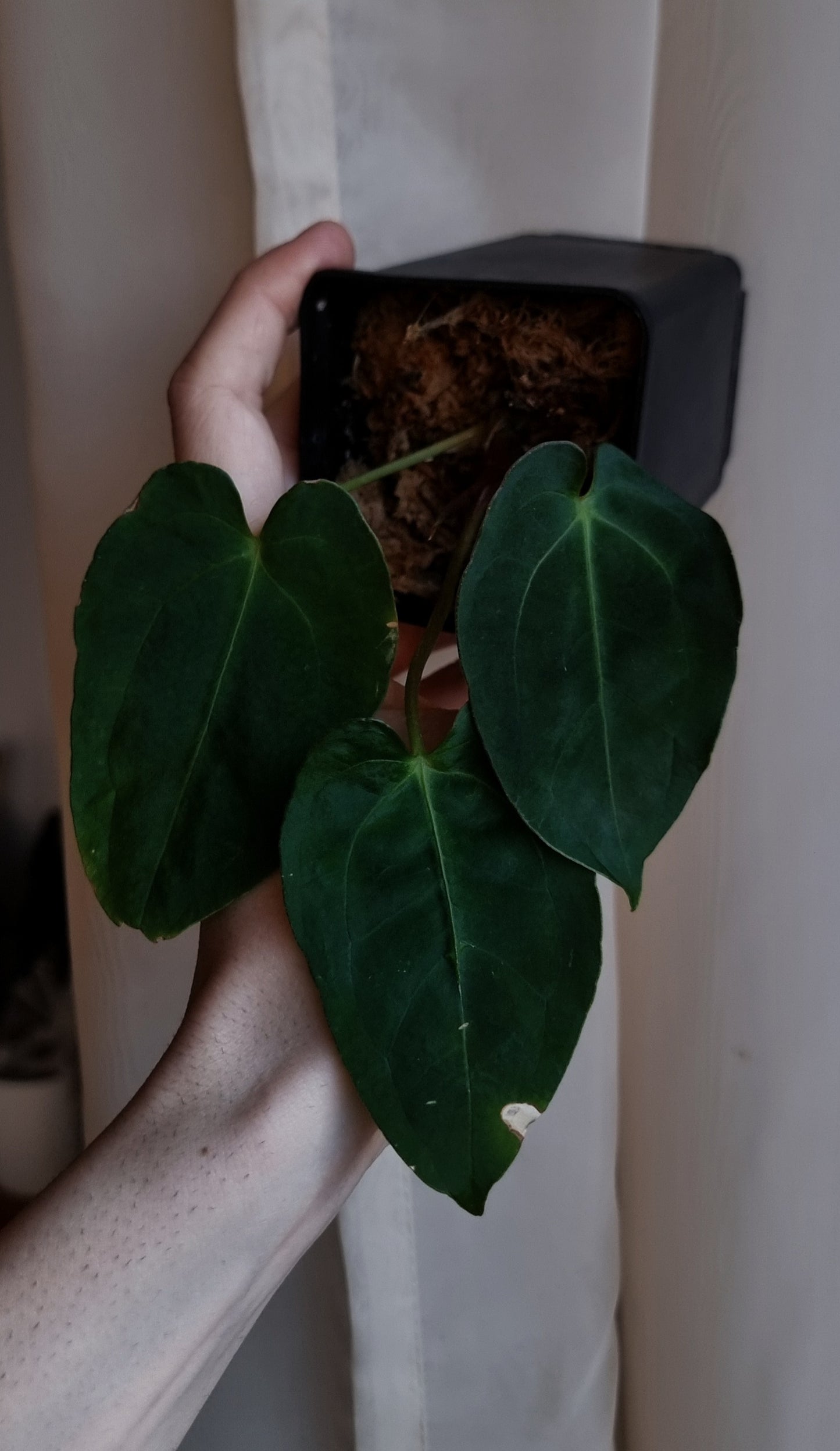 Anthurium papillilaminum 'VN' x 'Darkest panama' (OG)