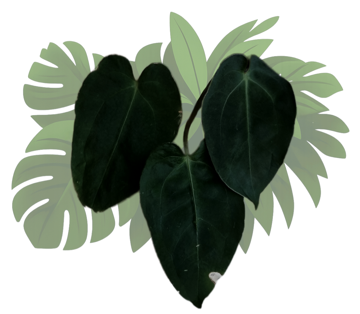 Anthurium papillilaminum 'VN' x 'Darkest panama' (OG)