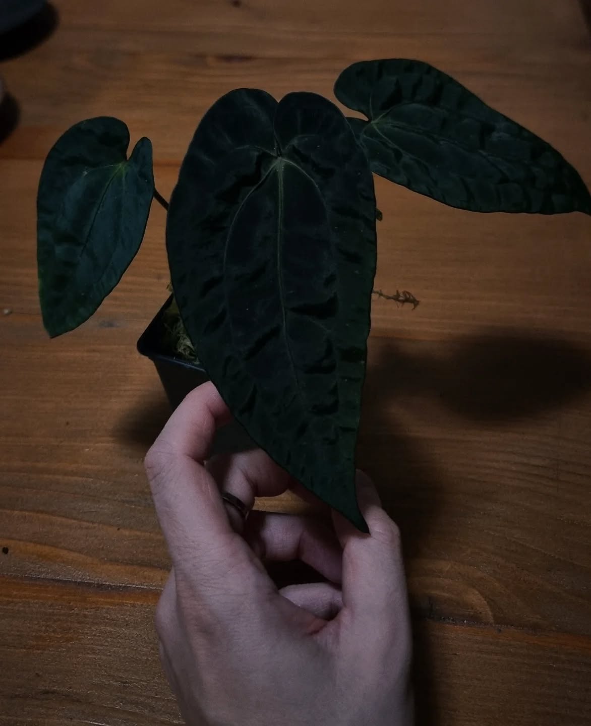 Anthurium papillilaminum x (papillilaminum x dressleri)