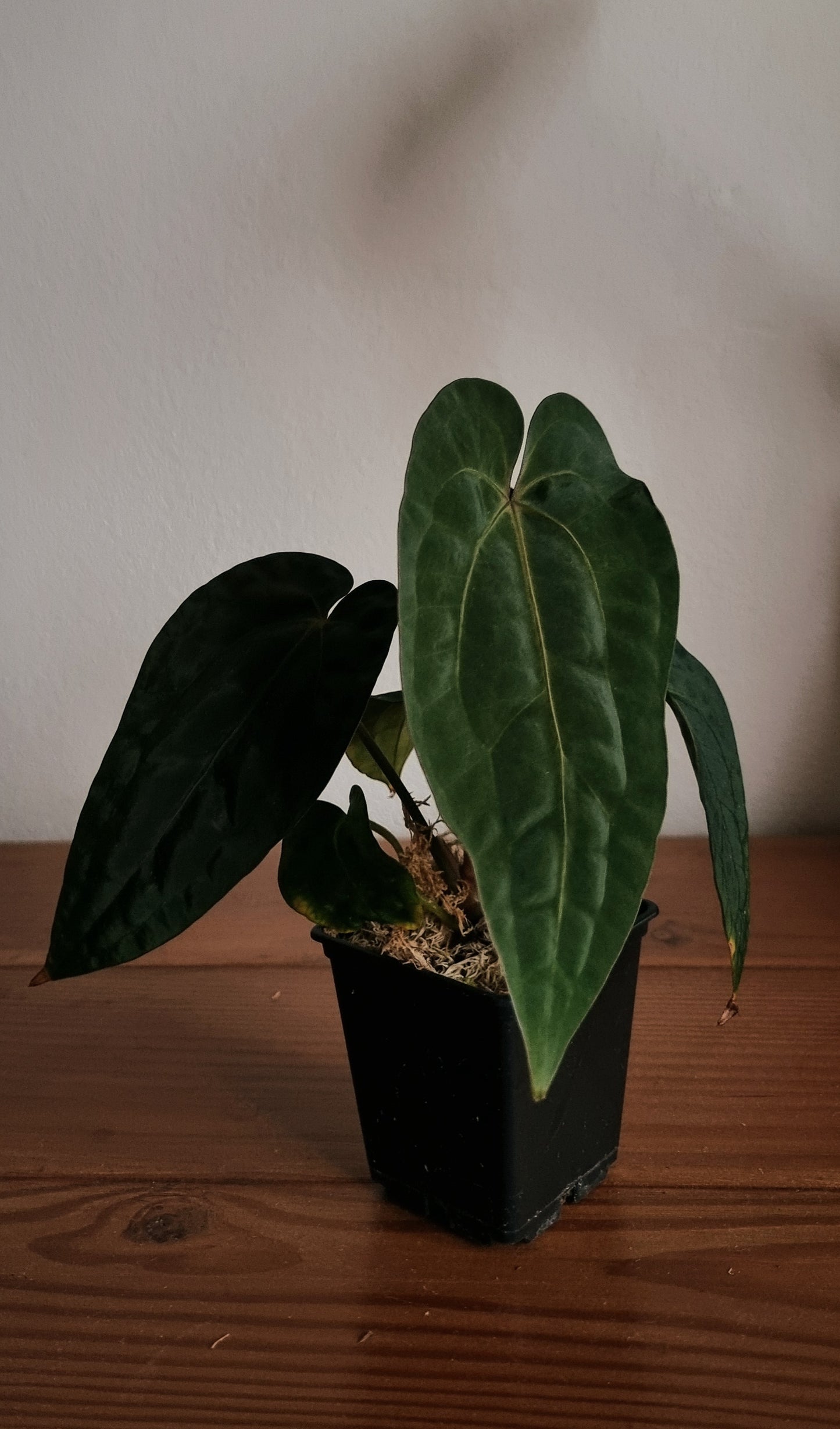 Anthurium papillilaminum x (papillilaminum x dressleri)