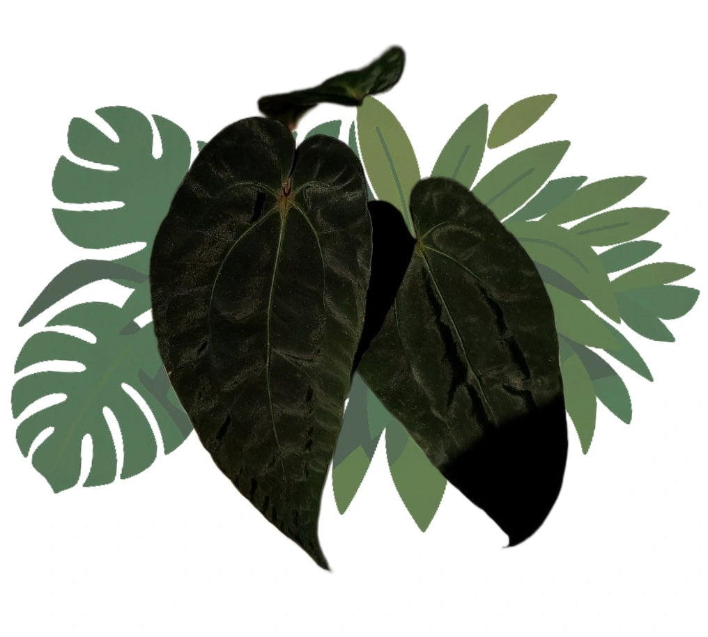 Anthurium papillilaminum x (papillilaminum x dressleri)