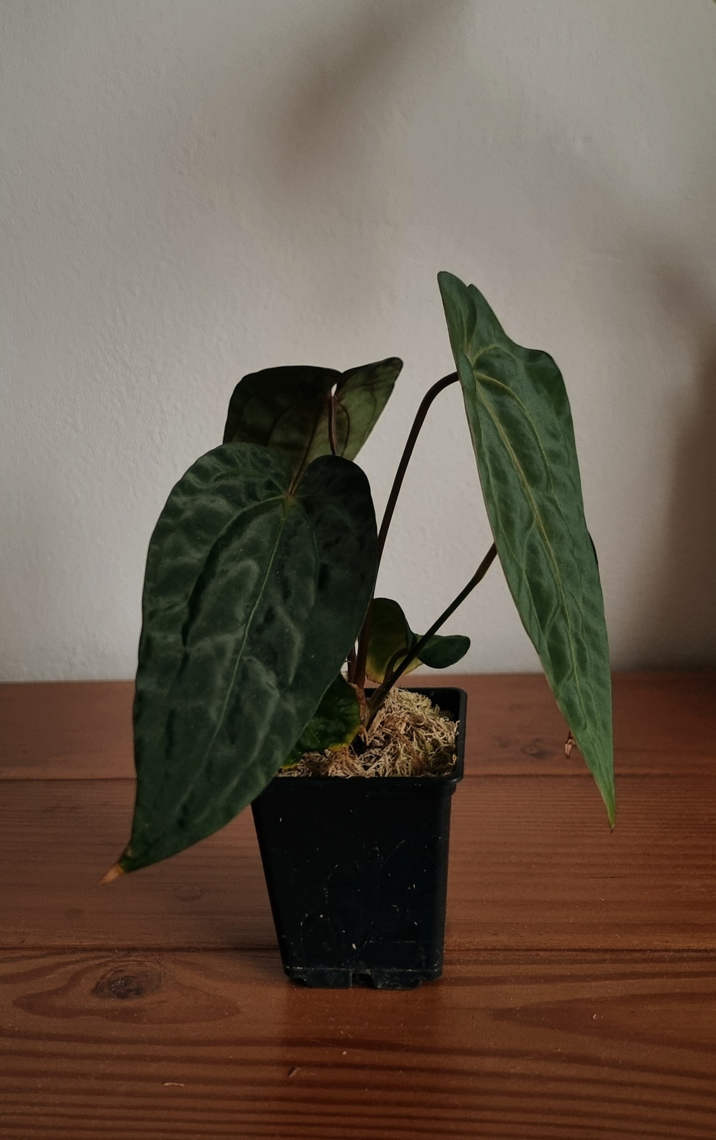 Anthurium papillilaminum x (papillilaminum x dressleri)
