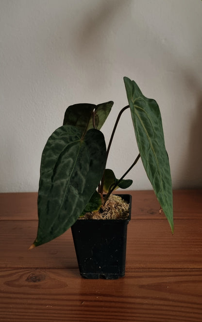 Anthurium papillilaminum x (papillilaminum x dressleri)